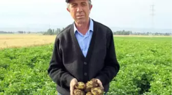 Maliyet Artıp, Ekim Alanı Azalınca, Patates Fiyatı Tavan Yaptı