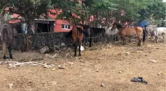 Adalar'a Götürmek İstiyordu... 14 At 1 Haftadır Boş Arsada Bekliyor