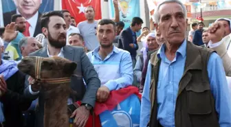 Develeriyle Gezerek Erdoğan İçin Destek İstiyor