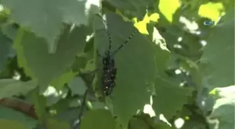 Drakula'nın Sesten Etkinlendiği Belirlendi