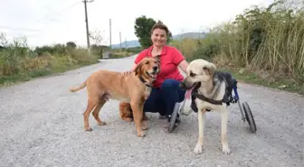 Toplanan Bağışlarla Sakat Kalan Köpeğe Yürüteç Aldı