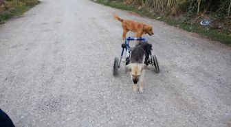 Toplanan Bağışlarla Sakat Kalan Köpeğe Yürüteç Aldı
