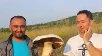 Taş Zannettiği, Dev Mantar Çıktı