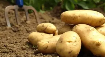 Hükümet Yükselen Patates Fiyatlarını Düşürmek İçin Harekete Geçti