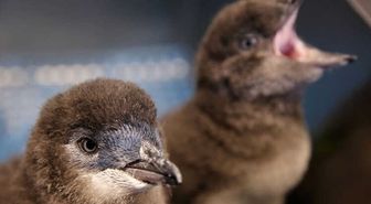 Altı Pengueni Döverek Öldürdüren Kişiye 49 Saat Kamu Hizmeti Cezası Avustralya'da Büyük Öfke Yarattı