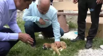 Sürücünün Çarpıp Kaçtığı Yavru Köpeğe Vatandaşlar Sahip Çıktı