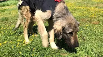 Yaralı Köpeğe Niğde Belediyesi Sahip Çıktı