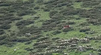 Yavrularına Saldırmaya Çalışan Kurdu Kovaladı