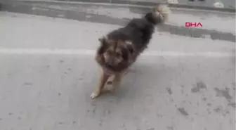 Zonguldak Sokak Köpeğinin Sevgisi Karşısında Durdu