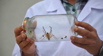 Bu Örümcek Yüzünden Koca Bir İl Tedirgin