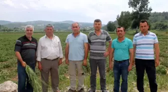 Bursa'da 30 Bin Dönüm Arazi Doludan Zarar Gördü