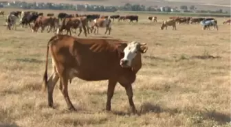 Hayvancıların Umudu Kurban Bayramı