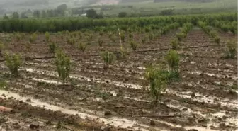 Bilecik'in Köylerinde Dolu ve Şiddetli Rüzgar Zararı