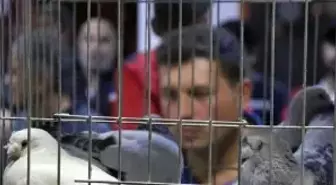 Otomobil Fiyatına Güvercin