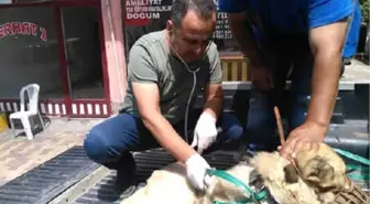 Otomobilin Çarptığı Yaralı Köpeğe Yardım Eli Uzandı