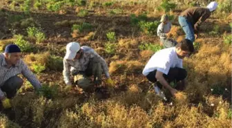 Vekillik Bitince, Köydeki Tarla İşlerine Döndü