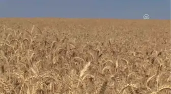 Buğday Hasadı Diyarbakırlı Çiftçinin Yüzünü Güldürdü