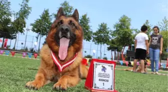 Alman Kurdu Köpekler Yarıştı, 'Zibbo' Birinci Oldu