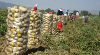 Çuval Çuval Patatesler Yola Çıktı! Fiyatlar Düşecek