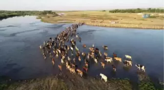 Hayvanları Sıcağın Etkisinden Korumak İçin Nehirden Geçiriyorlar