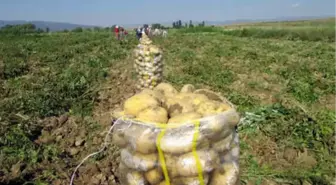 Sandıklı Patatesi, Tezgahtaki Fiyatların Ateşini Düşürecek