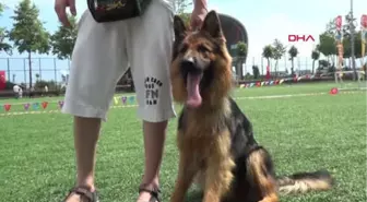 Trabzon Alman Kurdu Köpekler Yetenekleri ile Yarıştı, 'Zibbo' Birinci Oldu Hd