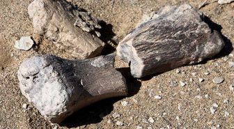 Moğolistan'da 3 Yeni Dinozor Türü Bulundu