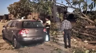 Erzincan'da Seyir Halindeki Aracın Üzerine Ağaç Devrildi