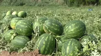 Kapıda Teker Teker Kontrol Ediyorlar... Tarladan Sofraya Atça Karpuzu