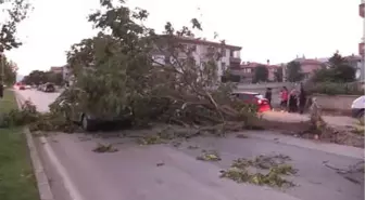 Seyir Halindeki Otomobilin Üzerine Ağaç Devrildi