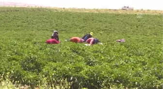 Güneydoğu'da Sıcak Hava Etkili Oldu - Şanlıurfa