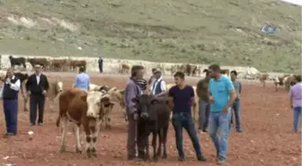 Kars'ta Kurbanlıklar Pazara İndi