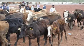 Kars'ta Kurbanlıklar Pazara İndi