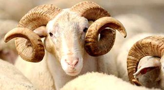 Kurban Bayramı Ne Zaman? Bayram Tatili 9 Gün Olacak mı?