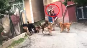 Köpeklere İşkence Yapan Cani Kadın, Ölü Hayvanları Bahçesine Gömüyor! Dehşet Anları Kamerada