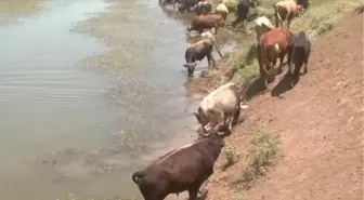 Muş'ta Sıcaktan Bunalan Mandalar Nehirde Serinletiliyor