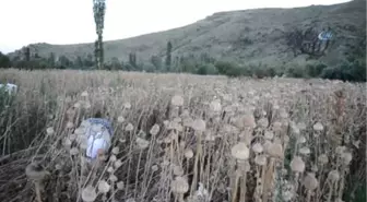 Afyonkarahisar'da Haşhaş Hasadı Erken Başladı