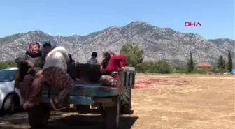 Antalya Antalya'da Tarlalar Halı Açtı Hd