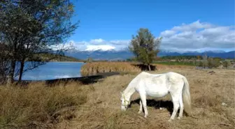 Gököz Göleti Büyülüyor