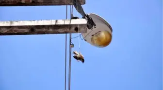 Teldeki İpe Dolanarak Asılı Kalan Serçe Kurtarıldı