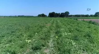 Turfanda Karpuzda Hayal Kırıklığı Yaşayan Çiftçinin Yüzünü Domates Güldürdü