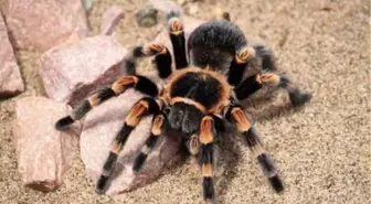 İnternetten Tarantula Satışı