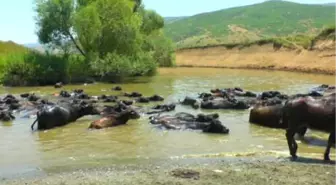 Sıcaktan Bunalan Hayvanlar, Nehirde Serinletiliyor