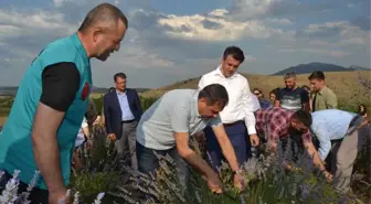 Türkiye'nin En Büyük Lavanta Bahçesinde Hasat Zamanı