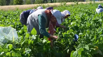 Çiftçiler Fasulye Hasadından Umutlu