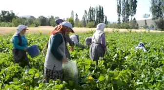 Çiftçiler Fasulye Hasadından Umutlu