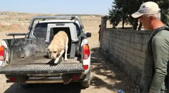 Kayıp Yusuf'u Arama Çalışmaları 10. Gününde