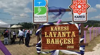 Karesi'de Lavanta Hasadı Yapıldı