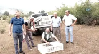 Sarıcakaya'da 200 Keklik Doğaya Salındı