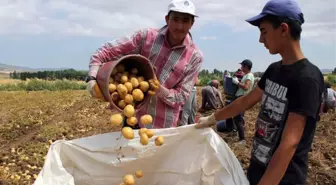 Çorum'da Patates Hasadı Başladı